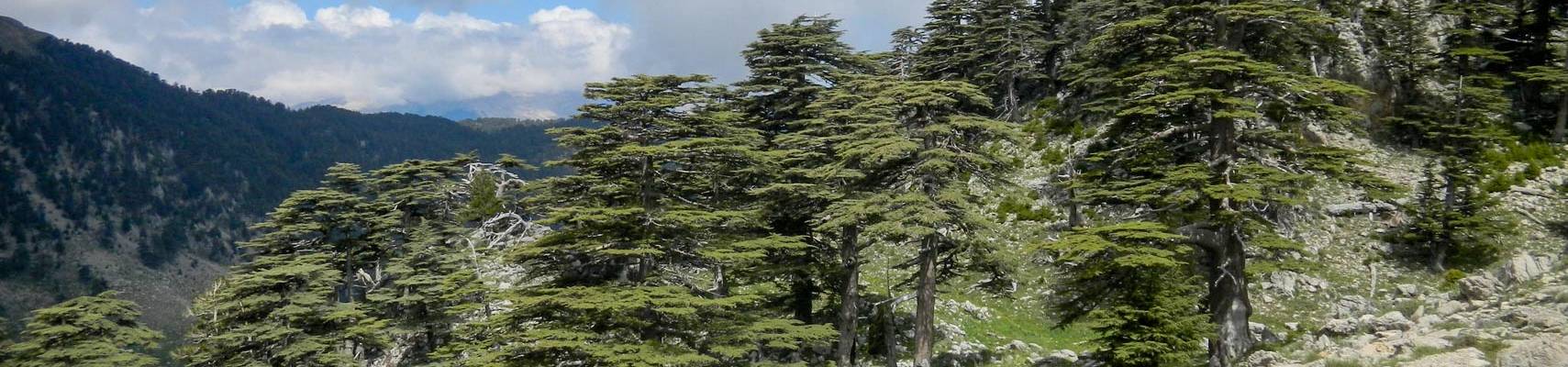 Cedars of God